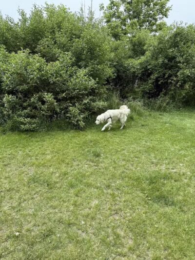 Northfield Township Dog Park - Whitmore Lake, MI