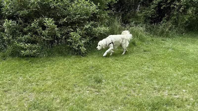 Northfield Township Dog Park - Whitmore Lake, MI