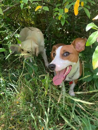 Northfield Township Dog Park - Whitmore Lake, MI