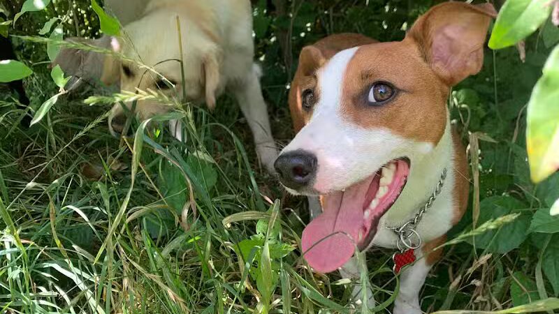 Northfield Township Dog Park - Whitmore Lake, MI