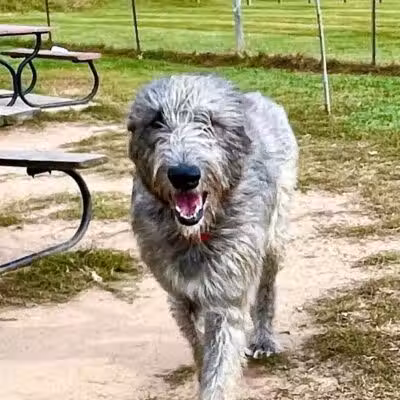 Northfield Township Dog Park - Whitmore Lake, MI