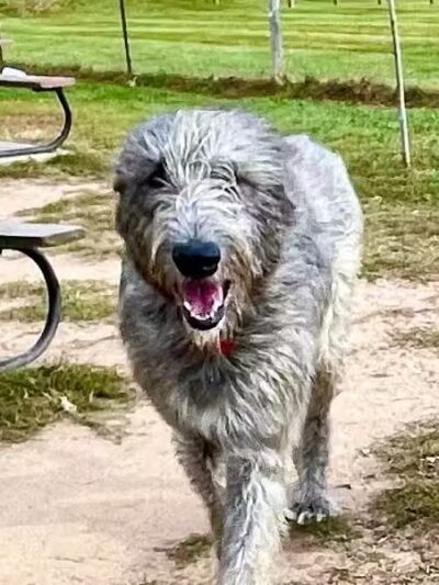 Northfield Township Dog Park - Whitmore Lake, MI