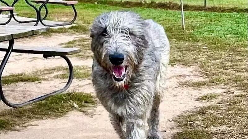 Northfield Township Dog Park - Whitmore Lake, MI