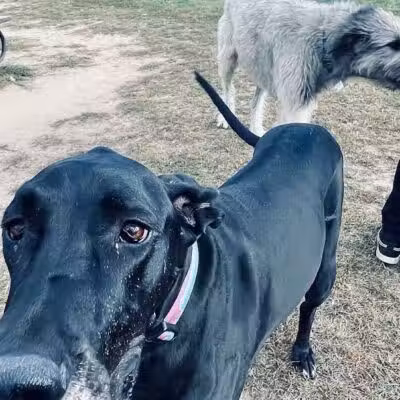 Northfield Township Dog Park - Whitmore Lake, MI