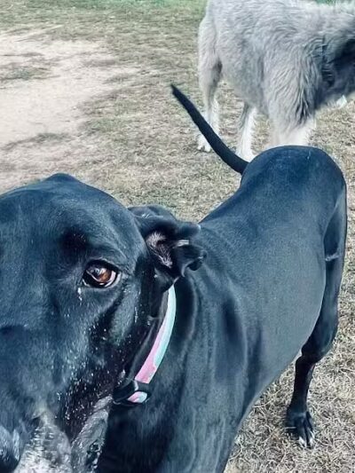 Northfield Township Dog Park - Whitmore Lake, MI