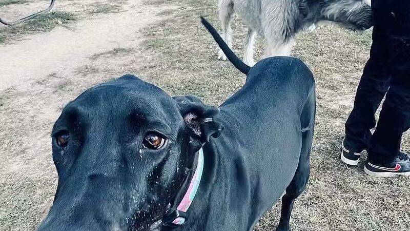 Northfield Township Dog Park - Whitmore Lake, MI