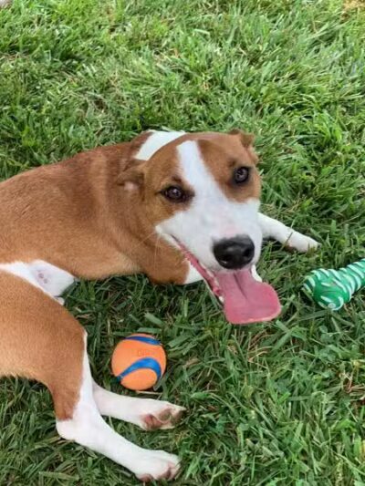 Northfield Township Dog Park - Whitmore Lake, MI