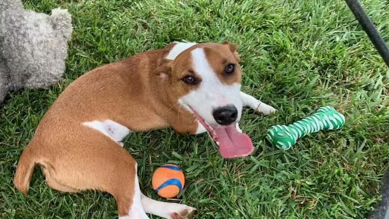 Northfield Township Dog Park - Whitmore Lake, MI