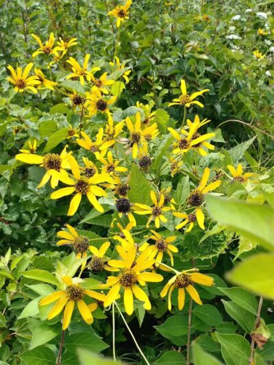 Village Trailhead Parking - Hamburg - Whitmore Lake,