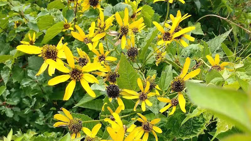 Village Trailhead Parking - Hamburg - Whitmore Lake,