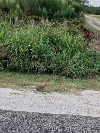 Lake Whitney State Park - Whitney, TX