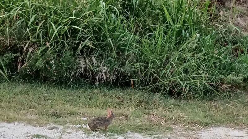 Lake Whitney State Park - Whitney, TX