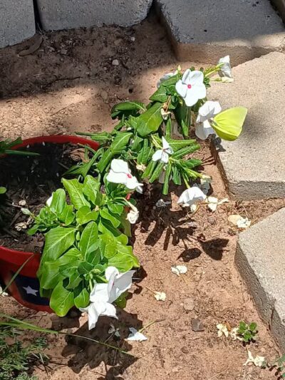 Lake Whitney State Park - Whitney, TX