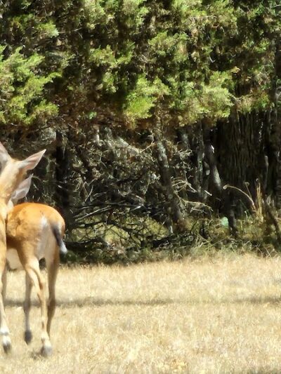 Cedron Creek Park - Whitney, TX