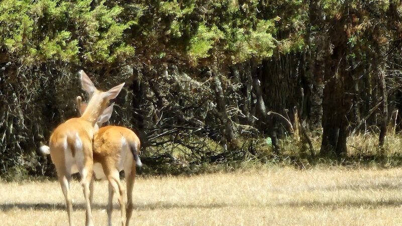 Cedron Creek Park - Whitney, TX
