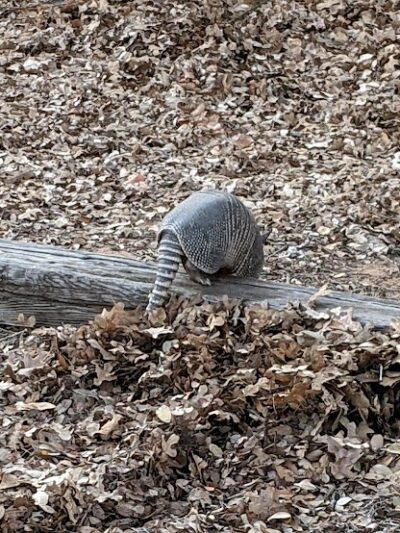 Park Headquarters - Whitney, TX