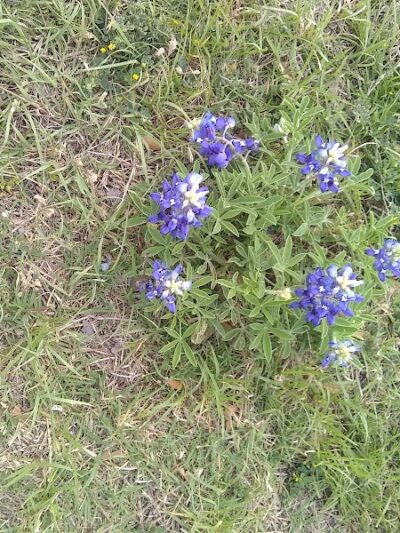 Park Headquarters - Whitney, TX
