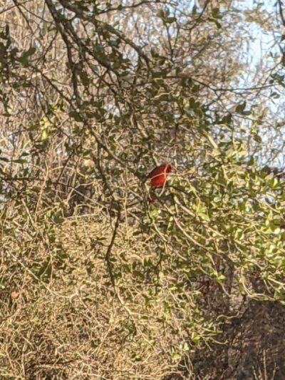 Park Headquarters - Whitney, TX