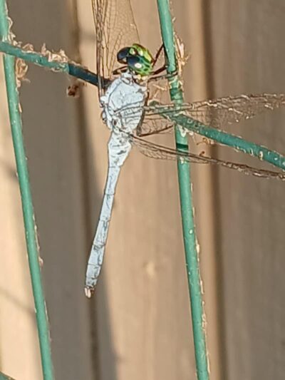 Park Headquarters - Whitney, TX