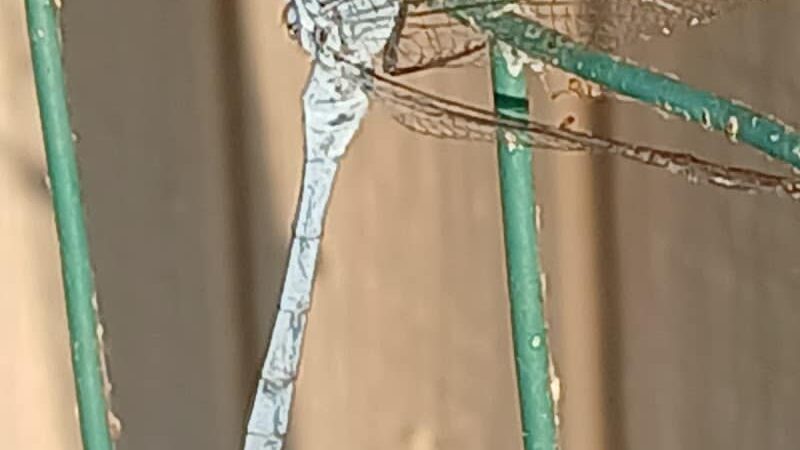 Park Headquarters - Whitney, TX