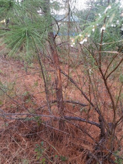 Riverside Park - Whitney, TX