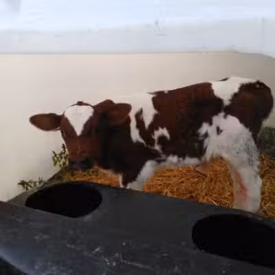 Whittemore Speedway - Whittemore,