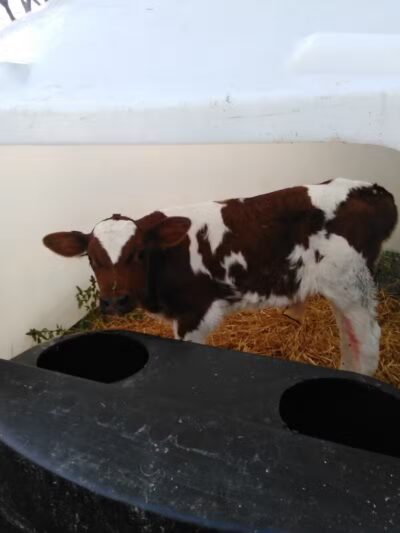 Whittemore Speedway - Whittemore,