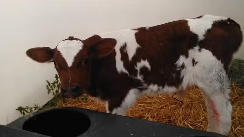 Whittemore Speedway - Whittemore,