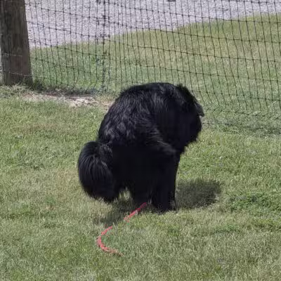 K-9 Rooster Dog Park - Wichita, KS