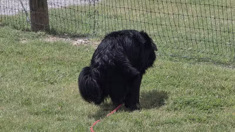 K-9 Rooster Dog Park - Wichita, KS
