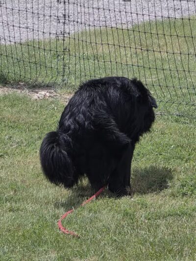 K-9 Rooster Dog Park - Wichita, KS