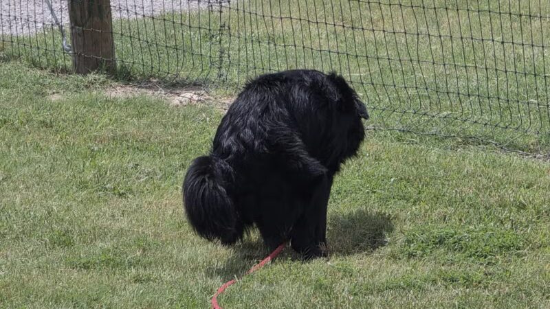 K-9 Rooster Dog Park - Wichita, KS