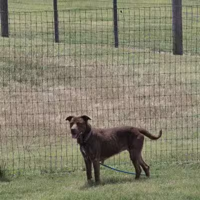 K-9 Rooster Dog Park - Wichita, KS