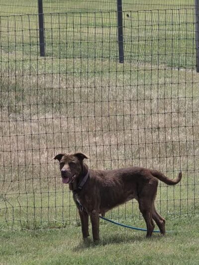 K-9 Rooster Dog Park - Wichita, KS