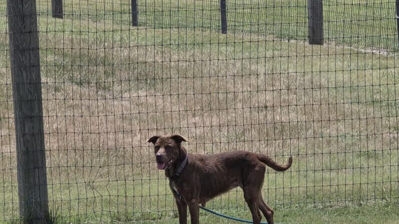 K-9 Rooster Dog Park - Wichita, KS