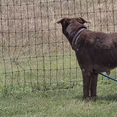K-9 Rooster Dog Park - Wichita, KS