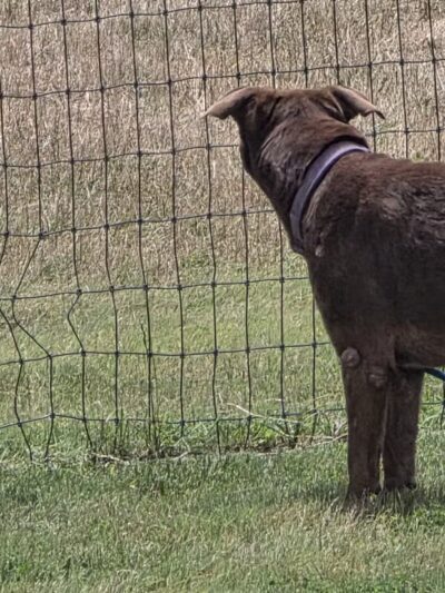 K-9 Rooster Dog Park - Wichita, KS