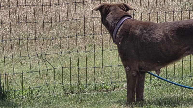 K-9 Rooster Dog Park - Wichita, KS