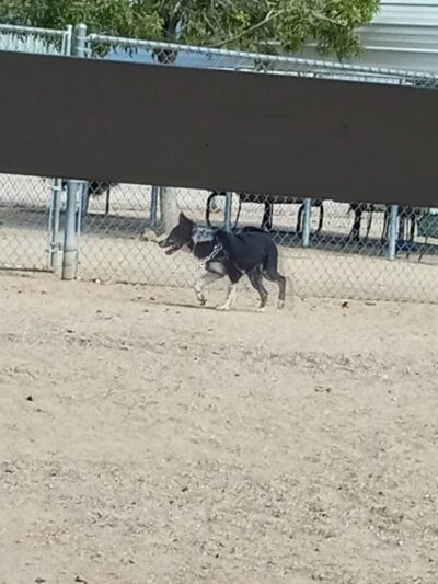 Wickenburg Dog Park - Wickenburg, AZ