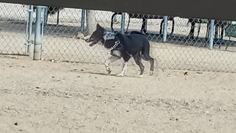 Wickenburg Dog Park - Wickenburg, AZ