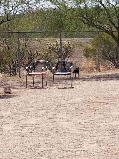 Wickenburg Dog Park - Wickenburg, AZ