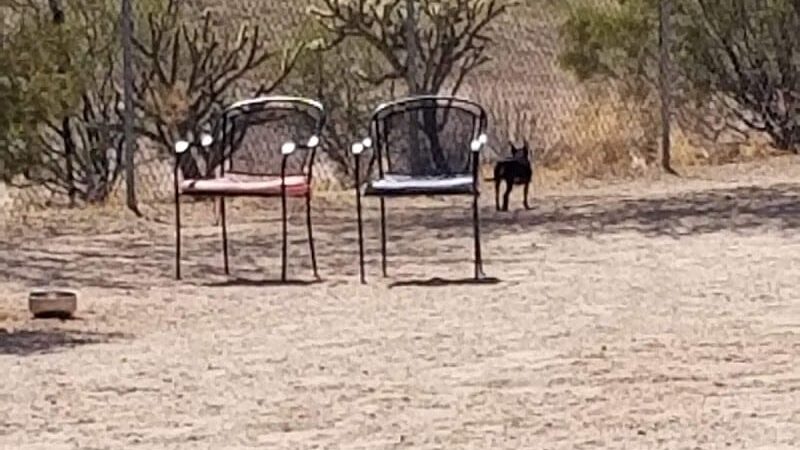 Wickenburg Dog Park - Wickenburg, AZ