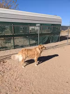 Wickenburg Dog Park - Wickenburg, AZ