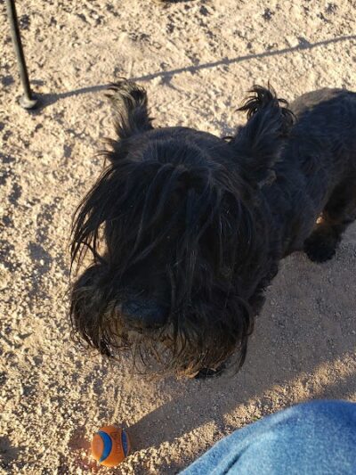 Wickenburg Dog Park - Wickenburg, AZ