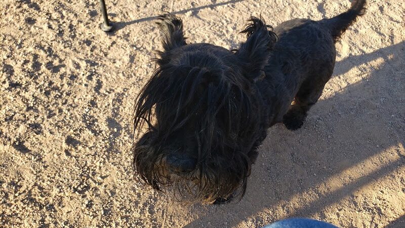 Wickenburg Dog Park - Wickenburg, AZ