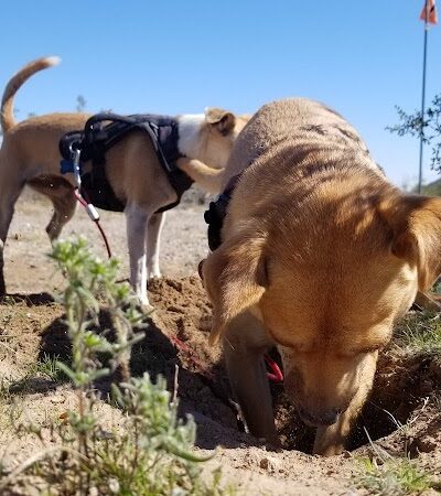 Wickenburg Dog Park - Wickenburg, AZ