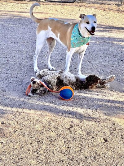 Wickenburg Dog Park - Wickenburg, AZ
