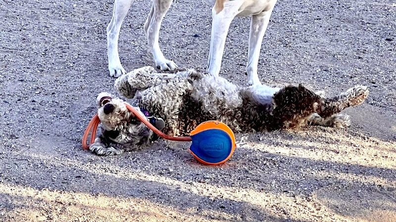 Wickenburg Dog Park - Wickenburg, AZ