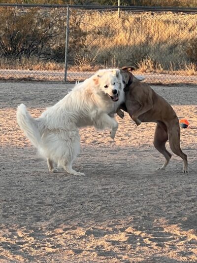 Wickenburg Dog Park - Wickenburg, AZ