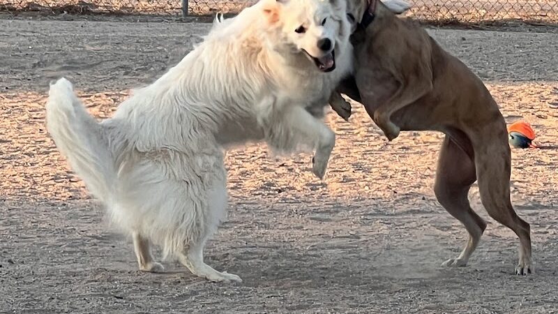 Wickenburg Dog Park - Wickenburg, AZ